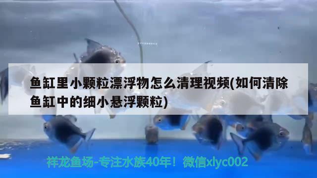 魚缸里小顆粒漂浮物怎么清理視頻(如何清除魚缸中的細(xì)小懸浮顆粒)