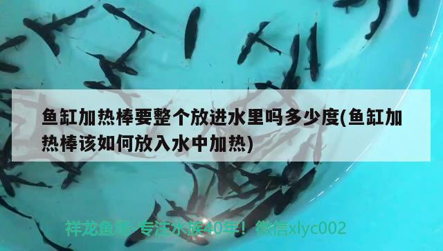 魚缸加熱棒要整個(gè)放進(jìn)水里嗎多少度(魚缸加熱棒該如何放入水中加熱) 馬拉莫寶石魚