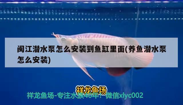 閩江潛水泵怎么安裝到魚缸里面(養(yǎng)魚潛水泵怎么安裝) 泰國(guó)虎魚（泰虎）