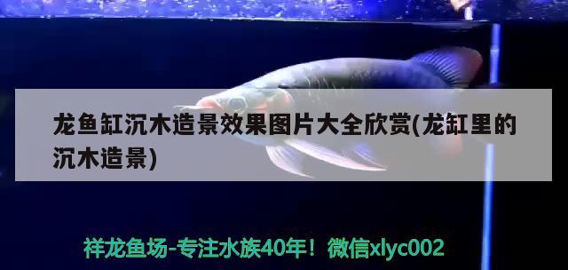 龍魚缸沉木造景效果圖片大全欣賞(龍缸里的沉木造景) 錦鯉池魚池建設(shè)