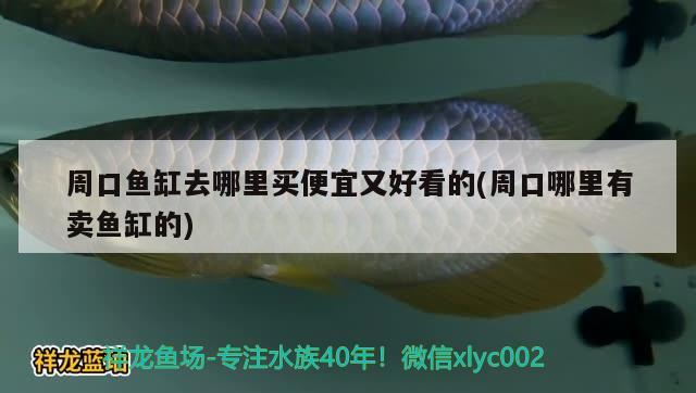 周口魚缸去哪里買便宜又好看的(周口哪里有賣魚缸的) 黑水素