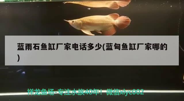 藍雨石魚缸廠家電話多少(藍甸魚缸廠家哪的) 非洲象鼻魚