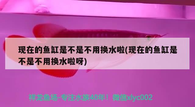 現(xiàn)在的魚缸是不是不用換水啦(現(xiàn)在的魚缸是不是不用換水啦呀)