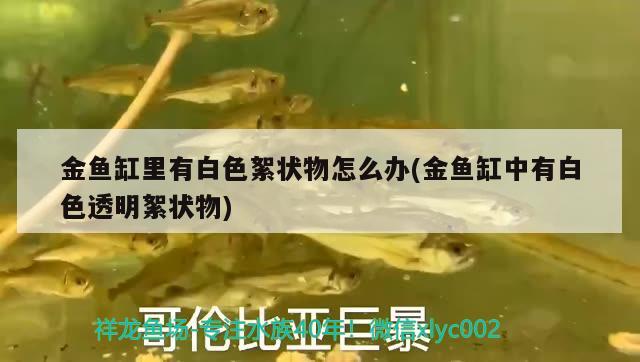 金魚缸里有白色絮狀物怎么辦(金魚缸中有白色透明絮狀物) 黃金貓魚