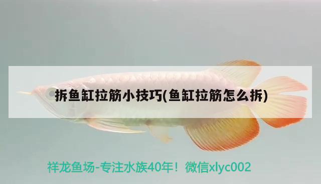 拆魚(yú)缸拉筋小技巧(魚(yú)缸拉筋怎么拆) 祥龍超血紅龍魚(yú)