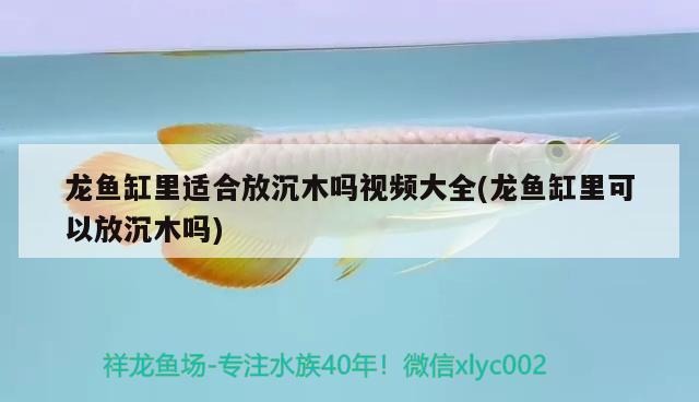 龍魚缸里適合放沉木嗎視頻大全(龍魚缸里可以放沉木嗎) 黃金達(dá)摩魚