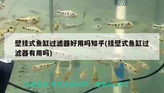 壁掛式魚缸過濾器好用嗎知乎(掛壁式魚缸過濾器有用嗎) 狗頭魚