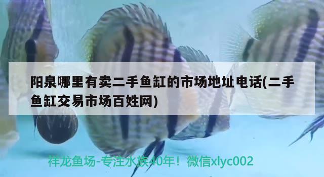 陽泉哪里有賣二手魚缸的市場地址電話(二手魚缸交易市場百姓網(wǎng))