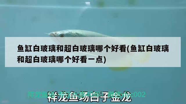 魚缸白玻璃和超白玻璃哪個好看(魚缸白玻璃和超白玻璃哪個好看一點) 月光鴨嘴魚 第3張