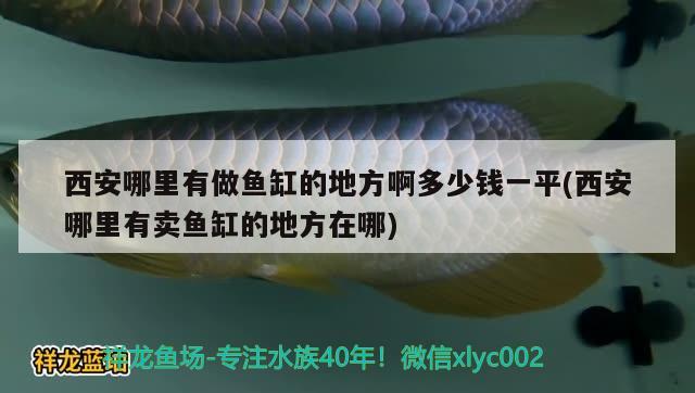 西安哪里有做魚缸的地方啊多少錢一平(西安哪里有賣魚缸的地方在哪)