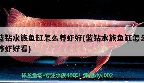 藍(lán)鉆水族魚(yú)缸怎么養(yǎng)蝦好(藍(lán)鉆水族魚(yú)缸怎么養(yǎng)蝦好看) 伊巴卡魚(yú)