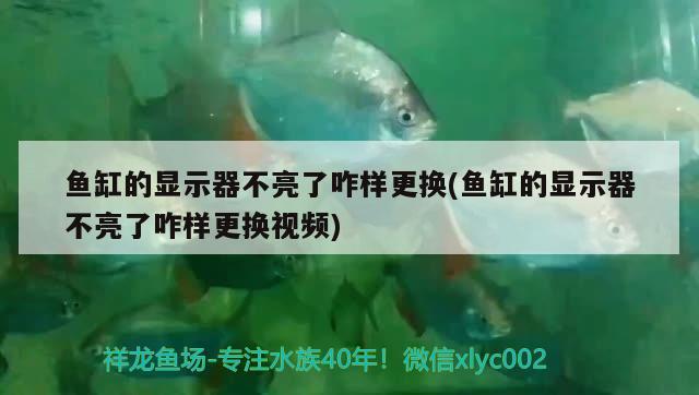 魚缸的顯示器不亮了咋樣更換(魚缸的顯示器不亮了咋樣更換視頻)