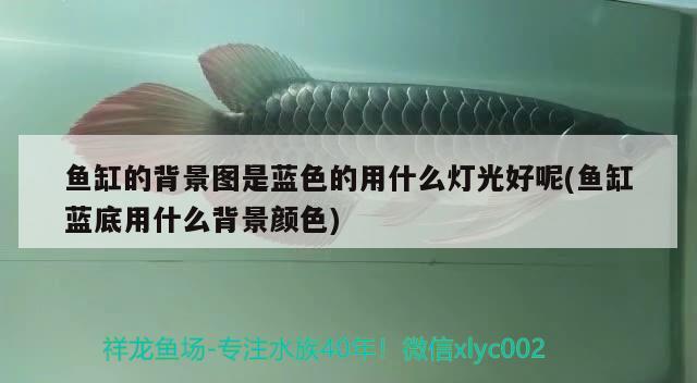 魚(yú)缸的背景圖是藍(lán)色的用什么燈光好呢(魚(yú)缸藍(lán)底用什么背景顏色)