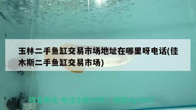 玉林二手魚缸交易市場地址在哪里呀電話(佳木斯二手魚缸交易市場) 野生埃及神仙魚