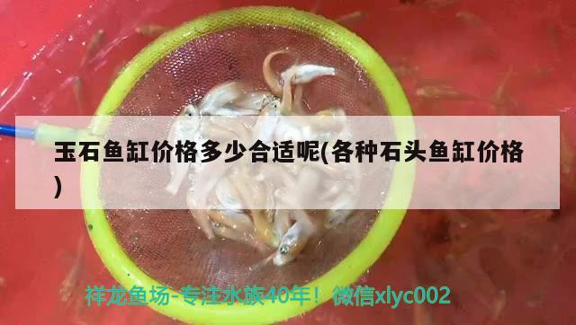 玉石魚缸價格多少合適呢(各種石頭魚缸價格) 白子銀版魚