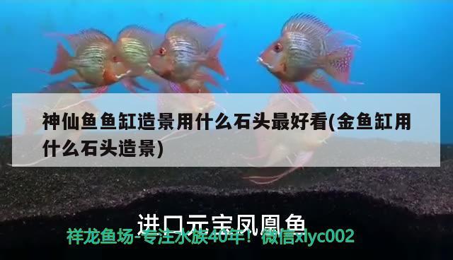 神仙魚魚缸造景用什么石頭最好看(金魚缸用什么石頭造景) 羽毛刀魚苗 第2張