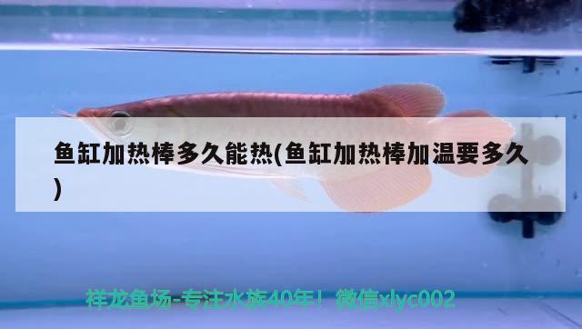 魚(yú)缸加熱棒多久能熱(魚(yú)缸加熱棒加溫要多久) 狗仔招財(cái)貓魚(yú)