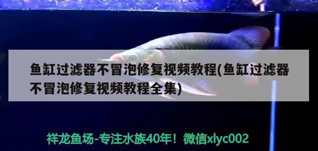 魚缸過濾器不冒泡修復視頻教程(魚缸過濾器不冒泡修復視頻教程全集) 狗仔（招財貓)魚苗