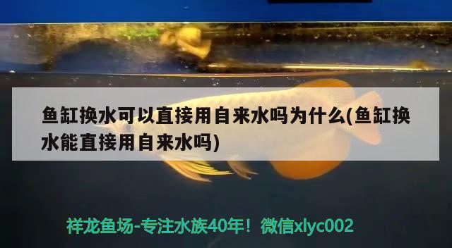 魚缸換水可以直接用自來水嗎為什么(魚缸換水能直接用自來水嗎) 祥龍水族濾材/器材