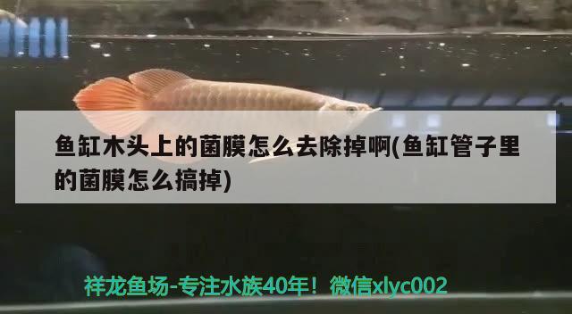 魚缸木頭上的菌膜怎么去除掉啊(魚缸管子里的菌膜怎么搞掉)