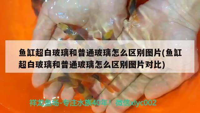 魚缸超白玻璃和普通玻璃怎么區(qū)別圖片(魚缸超白玻璃和普通玻璃怎么區(qū)別圖片對比)