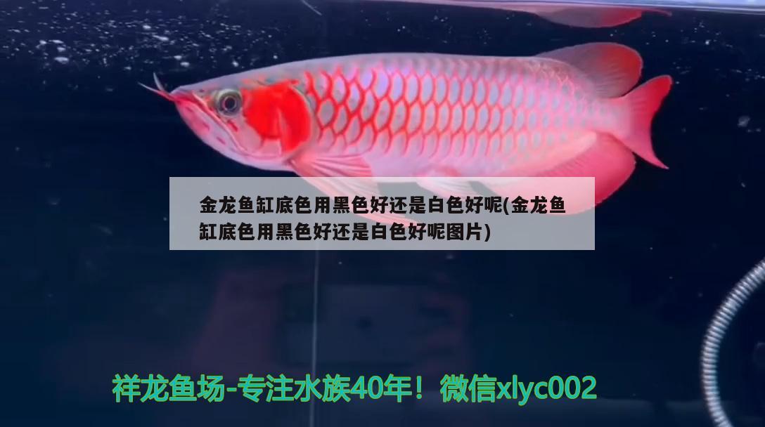 金龍魚缸底色用黑色好還是白色好呢(金龍魚缸底色用黑色好還是白色好呢圖片) 魚缸清潔用具