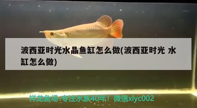 波西亞時光水晶魚缸怎么做(波西亞時光水缸怎么做) 玫瑰銀版魚