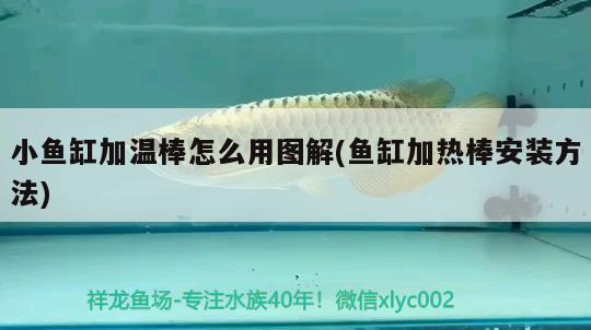 小魚缸加溫棒怎么用圖解(魚缸加熱棒安裝方法) 廣州水族器材濾材批發(fā)市場 第4張