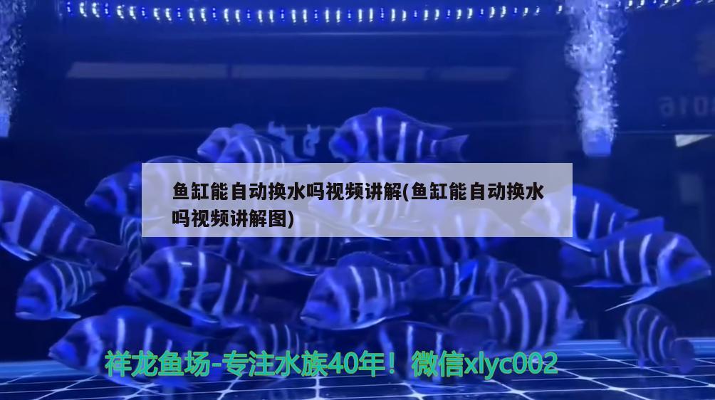 魚缸能自動換水嗎視頻講解(魚缸能自動換水嗎視頻講解圖) 野生埃及神仙魚