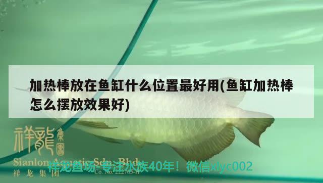 加熱棒放在魚缸什么位置最好用(魚缸加熱棒怎么擺放效果好) 祥龍水族護理水