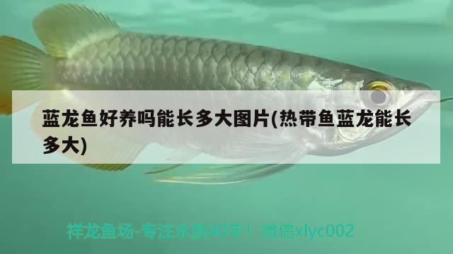 藍(lán)龍魚好養(yǎng)嗎能長(zhǎng)多大圖片(熱帶魚藍(lán)龍能長(zhǎng)多大)