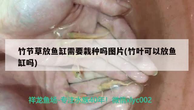 竹節(jié)草放魚缸需要栽種嗎圖片(竹葉可以放魚缸嗎) 委內瑞拉奧里諾三間魚