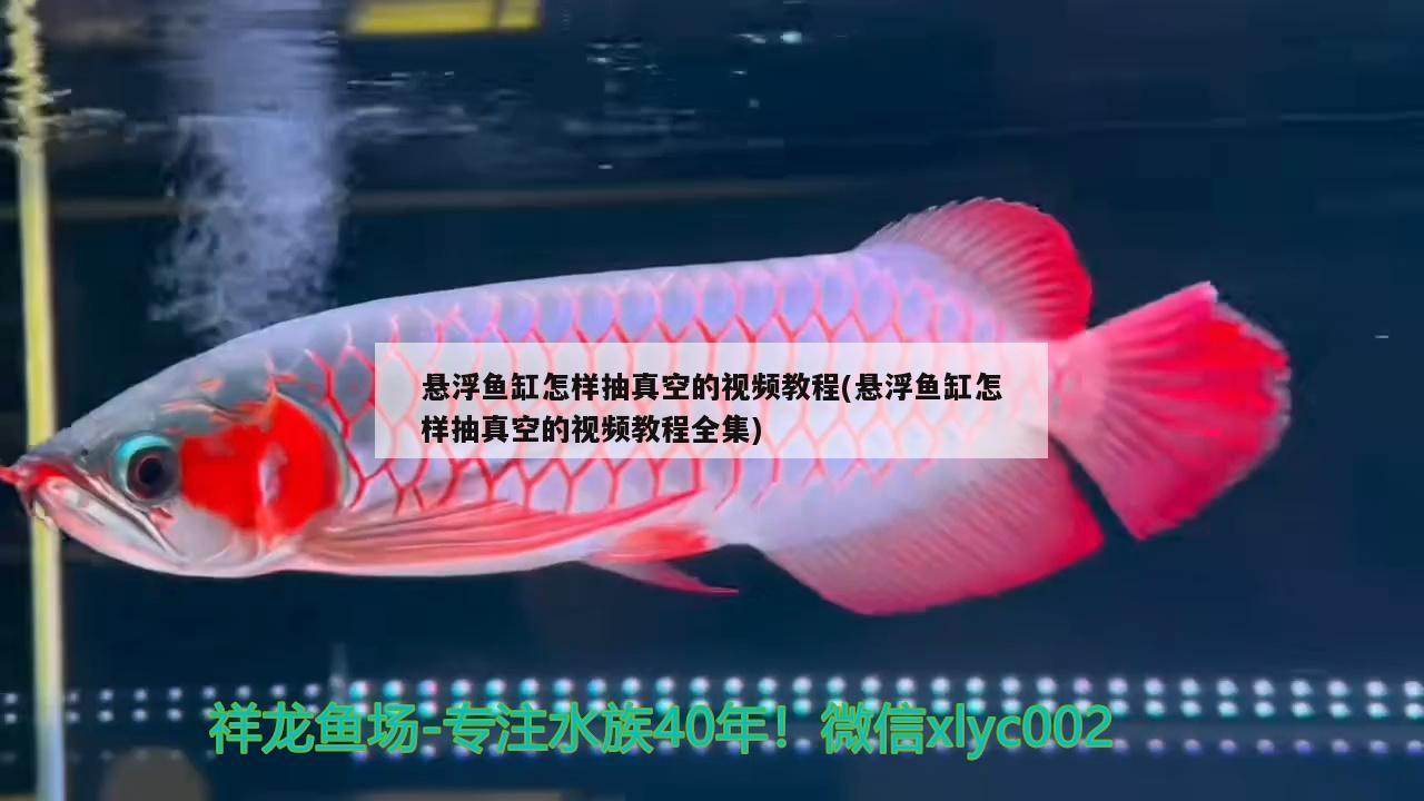 懸浮魚缸怎樣抽真空的視頻教程(懸浮魚缸怎樣抽真空的視頻教程全集) 白子銀龍苗（黃化銀龍苗）