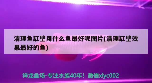 清理魚缸壁用什么魚最好呢圖片(清理缸壁效果最好的魚) 斑馬鴨嘴魚