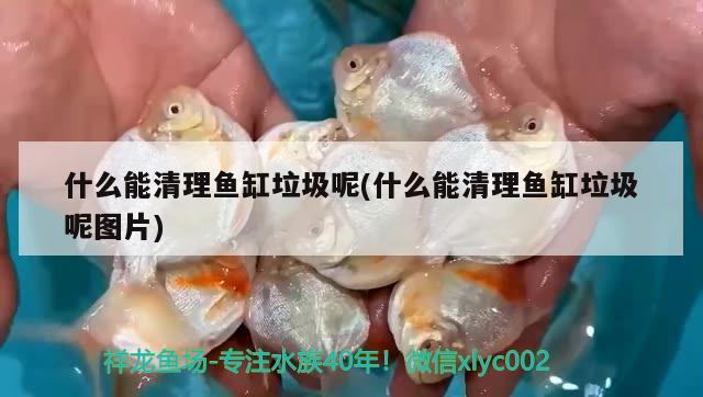 什么能清理魚缸垃圾呢(什么能清理魚缸垃圾呢圖片)