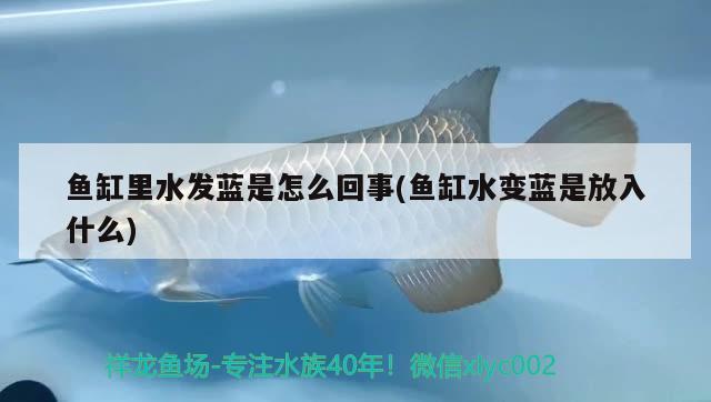 魚缸里水發(fā)藍(lán)是怎么回事(魚缸水變藍(lán)是放入什么)