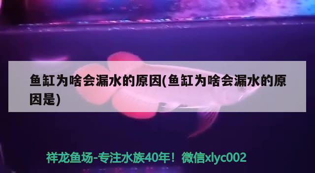 魚缸為啥會漏水的原因(魚缸為啥會漏水的原因是) 新加坡號半紅龍魚（練手級紅龍魚）