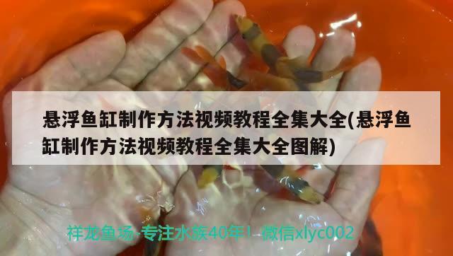 懸浮魚缸制作方法視頻教程全集大全(懸浮魚缸制作方法視頻教程全集大全圖解) 玫瑰銀版魚