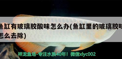 魚缸有玻璃膠酸味怎么辦(魚缸里的玻璃膠味怎么去除) 粗線銀版魚