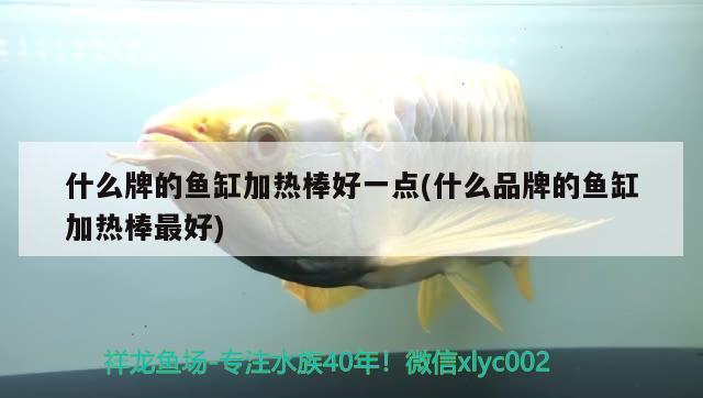 什么牌的魚缸加熱棒好一點(diǎn)(什么品牌的魚缸加熱棒最好) 南美異型魚