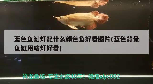 藍色魚缸燈配什么顏色魚好看圖片(藍色背景魚缸用啥燈好看) 綠皮辣椒小紅龍