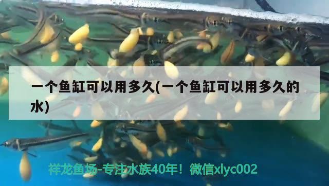 一個(gè)魚(yú)缸可以用多久(一個(gè)魚(yú)缸可以用多久的水)