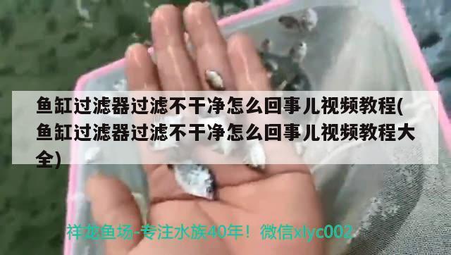 魚缸過濾器過濾不干凈怎么回事兒視頻教程(魚缸過濾器過濾不干凈怎么回事兒視頻教程大全) 噴點(diǎn)菠蘿魚