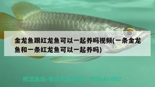 金龍魚跟紅龍魚可以一起養(yǎng)嗎視頻(一條金龍魚和一條紅龍魚可以一起養(yǎng)嗎)