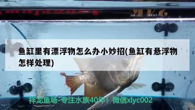 魚缸里有漂浮物怎么辦小妙招(魚缸有懸浮物怎樣處理) 其他益生菌