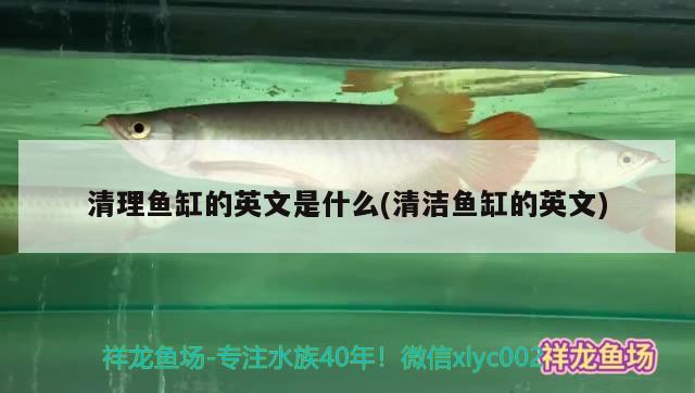 清理魚缸的英文是什么(清潔魚缸的英文) 其它水族用具設(shè)備