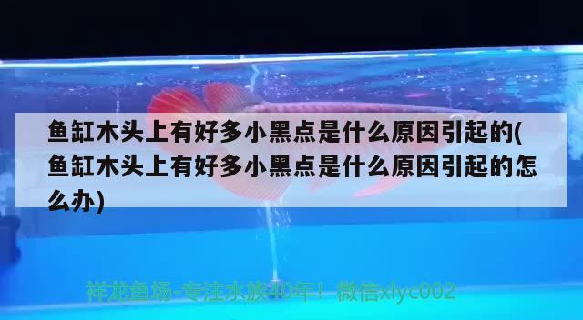 魚缸木頭上有好多小黑點是什么原因引起的(魚缸木頭上有好多小黑點是什么原因引起的怎么辦) 白子銀龍苗（黃化銀龍苗）