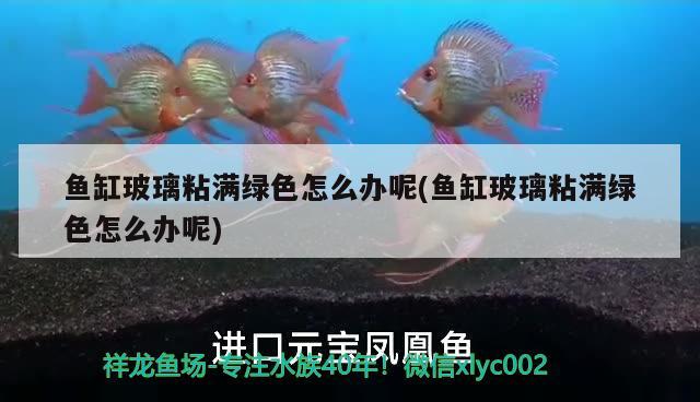 魚(yú)缸玻璃粘滿綠色怎么辦呢(魚(yú)缸玻璃粘滿綠色怎么辦呢)