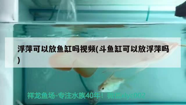 浮萍可以放魚缸嗎視頻(斗魚缸可以放浮萍嗎)