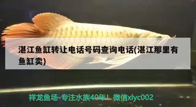 湛江魚缸轉(zhuǎn)讓電話號(hào)碼查詢電話(湛江那里有魚缸賣) 泰國(guó)虎魚